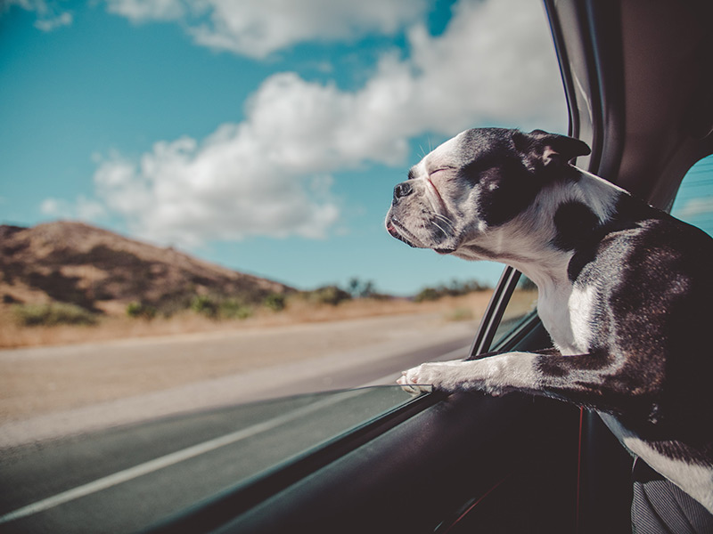 Bulldog in Car going to Veterinary Specialist Clinic